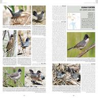 birds western palearctic for sale
