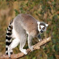 lemur for sale