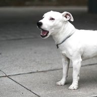 white jack russell for sale