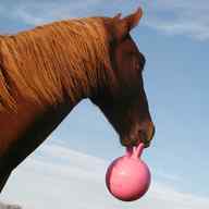 horse jolly ball for sale