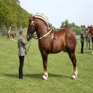 suffolk punch for sale