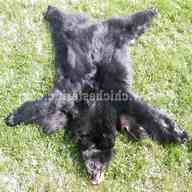 bear skins for sale