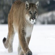 cougar for sale
