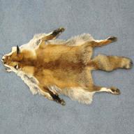 fox skin for sale