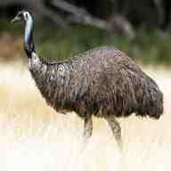 emu for sale