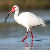 ibis for sale
