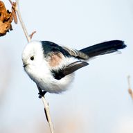 long tailed tit for sale
