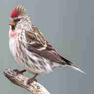 redpoll for sale