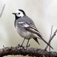 wagtail for sale