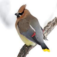 waxwing for sale