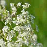 cow parsley for sale