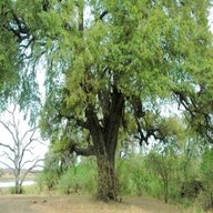 ebony tree for sale
