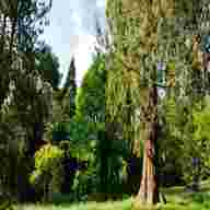pinetum for sale