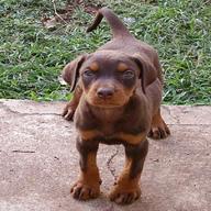 brown rottweiler puppies for sale