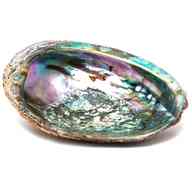 abalone for sale