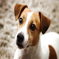 jack russells for sale for sale