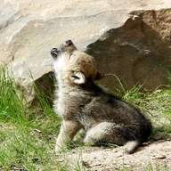 wolf cub for sale