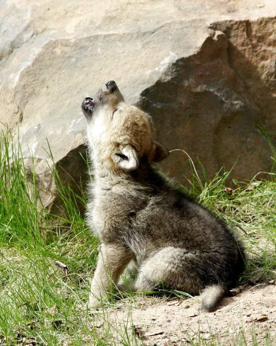 Wolf Cub for sale in UK | 69 used Wolf Cubs