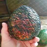 dragon egg for sale