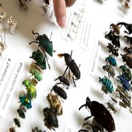 insect collection for sale