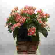 begonias for sale