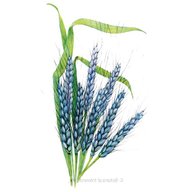 blue wheat for sale