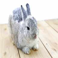 netherlands rabbits for sale