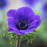anemone for sale