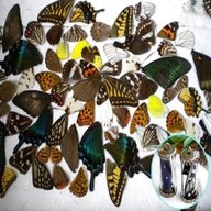 dried butterflies for sale