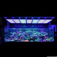 reef led for sale