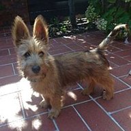 australian terrier for sale