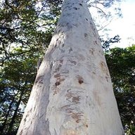 gum tree for sale
