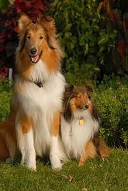 preloved rough collies