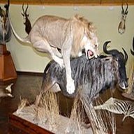 taxidermy for sale