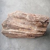 fossil wood for sale