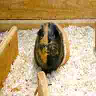 guinea pig bedding for sale