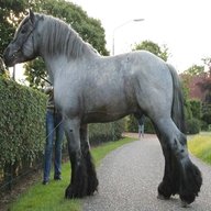 brabants horse for sale