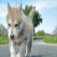 wolf dog puppies for sale