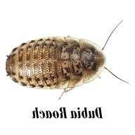 dubia roaches for sale