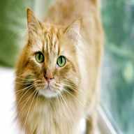 ginger cat for sale