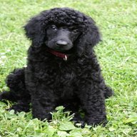 black miniature poodle for sale