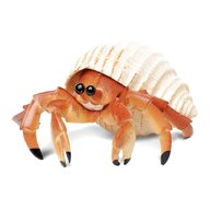 hermit crab for sale