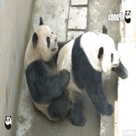 panda breaking for sale