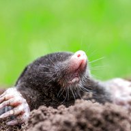 mole for sale