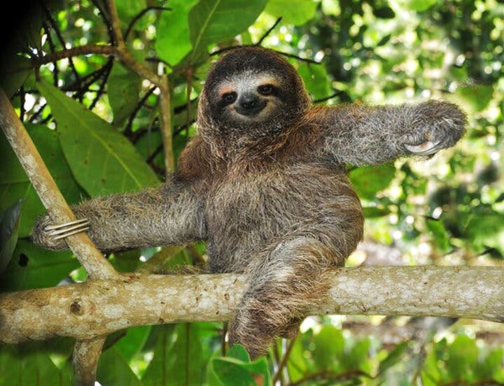 Sloth for sale in UK | 76 second-hand Sloths