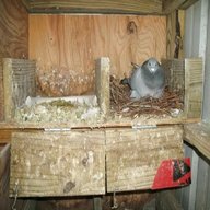 pigeon boxes for sale
