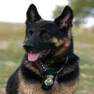 german shepherd police dog for sale