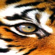 tiger eye for sale