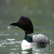 northern diver for sale