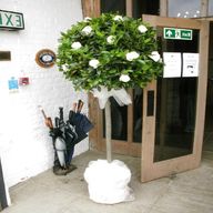 wedding topiary trees for sale